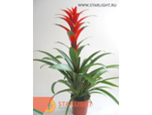 �������� �������� (70) 495.00