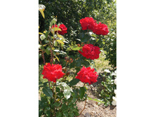 ������ �������