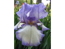 ���� ����� � ������� ���������