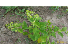 P 20160623 184412 1 p.jpg