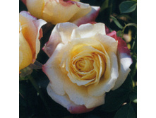 Rosa (����) Bella'Roma C5.5 - 12,95