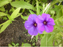 ����� ���������