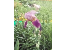 IMG 20160610 184148.jpg