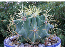 Ferocactus-glauscescens (�. ����)