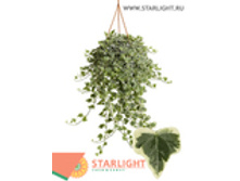 ������ ���� ������ (100) 995.00