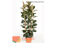 ����� ����� ������� (150) 6 995.00