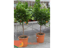 ��������������� (170) 8 995.00