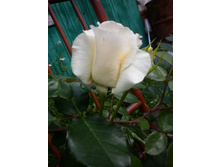 ��������� "����������" ����� �������