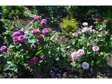 �������� Heidi Klum Rose � Lavender Ice