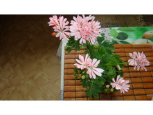 Dream Lover(��������)-������