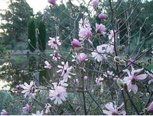 Magnolia (��������) stellata Rosea C5 �:120-140 - 16,8
