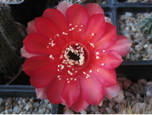 Lobivia pigionacantha v. salitrensis
