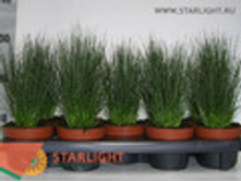 ������� ������ ����� (35) 195.00