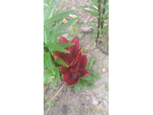 P 20160619 203146 1 p.jpg