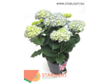 ��������� ���� (55) 1 550.00