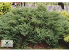 Juniperus (����-�) sabina Mas - 8,68