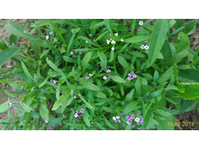 P 20160616 190912 1 p.jpg