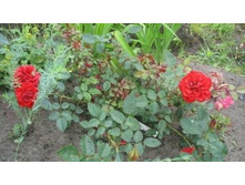 Rosa (����) Valentines Day �5 - 12,95