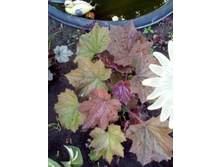 IMG 20160610 184537.jpg