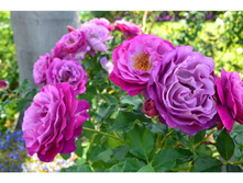 Rosa (����) Wild Blue Yonder �5 - 12,95