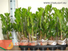 ������������ (45) 250.00