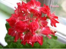 ����������� Pebbles