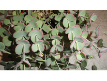 ������ ��������- ���� �� �������� ......)