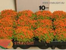 ������� ������� ������ (10) 155.00