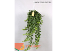 ������ ��������� ��������� (100) 995.00