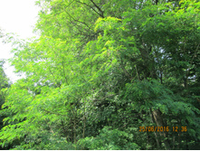 IMG 3315.JPG