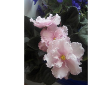 IMG 20160603 182806.jpg