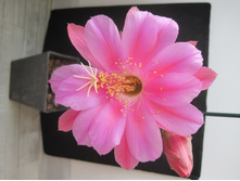 Echinopsis kermesina
