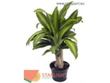 ������� �������� ��� (45) 495.00