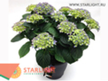 ��������� (70) 3 550.00