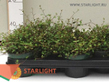 ���������� ����� (20) 195.00