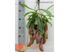 �������� ����� (45) 1 195.00