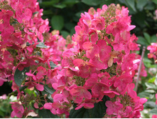 Hydrangea (���������) pan. Mega Mindy P19/C3 35/+ CM - 9,8