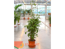 ������� ��������� (140) 7 995.00