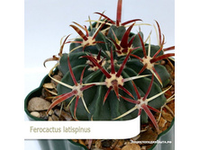 ���������� ���������� (�. ����)