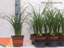 ������ (30) 855.00