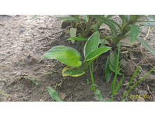 P 20160623 185131 1 p.jpg