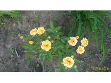 P 20160623 184204 1 p.jpg