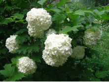 ������ ���������