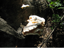 IMG 2831.JPG