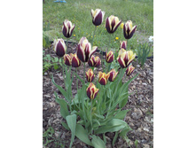 IMG 20150523 175047.jpg