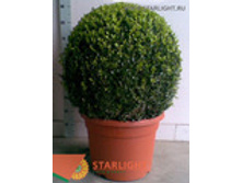 ������ ��� (95) 7 995.00