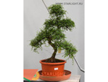 ������� ������ (100) 4 995.00