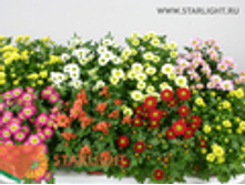 ���������� (25) 155.00