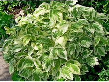 ����� ���������.50