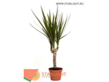 ������� ��������� (45) 195.00